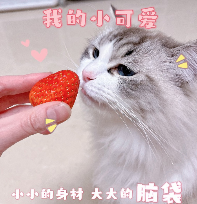 山姆小岛春草莓2