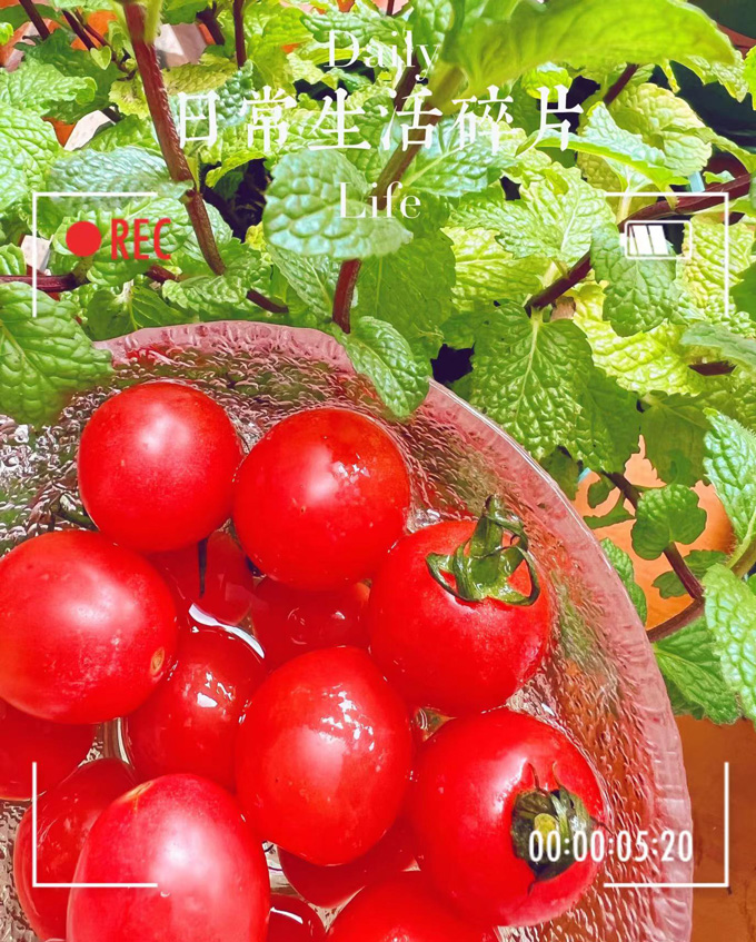 山姆车厘茄（樱桃番茄）2